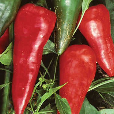 Cyklon Pepper Seeds - The Pepper Pantry (Formerly Marie Sharp's)